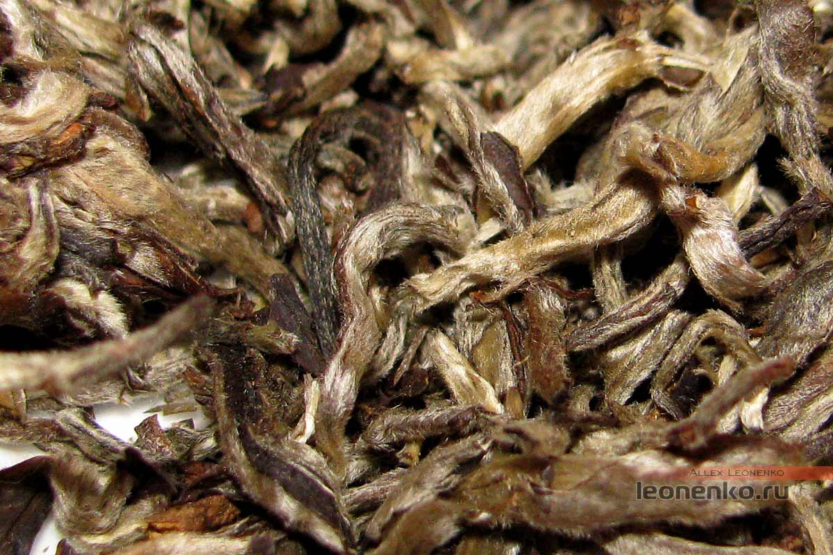Шен Пуэр из белых почек от Hongde Tea Co в прессовке «Львиная голова» - чай крупным планом
