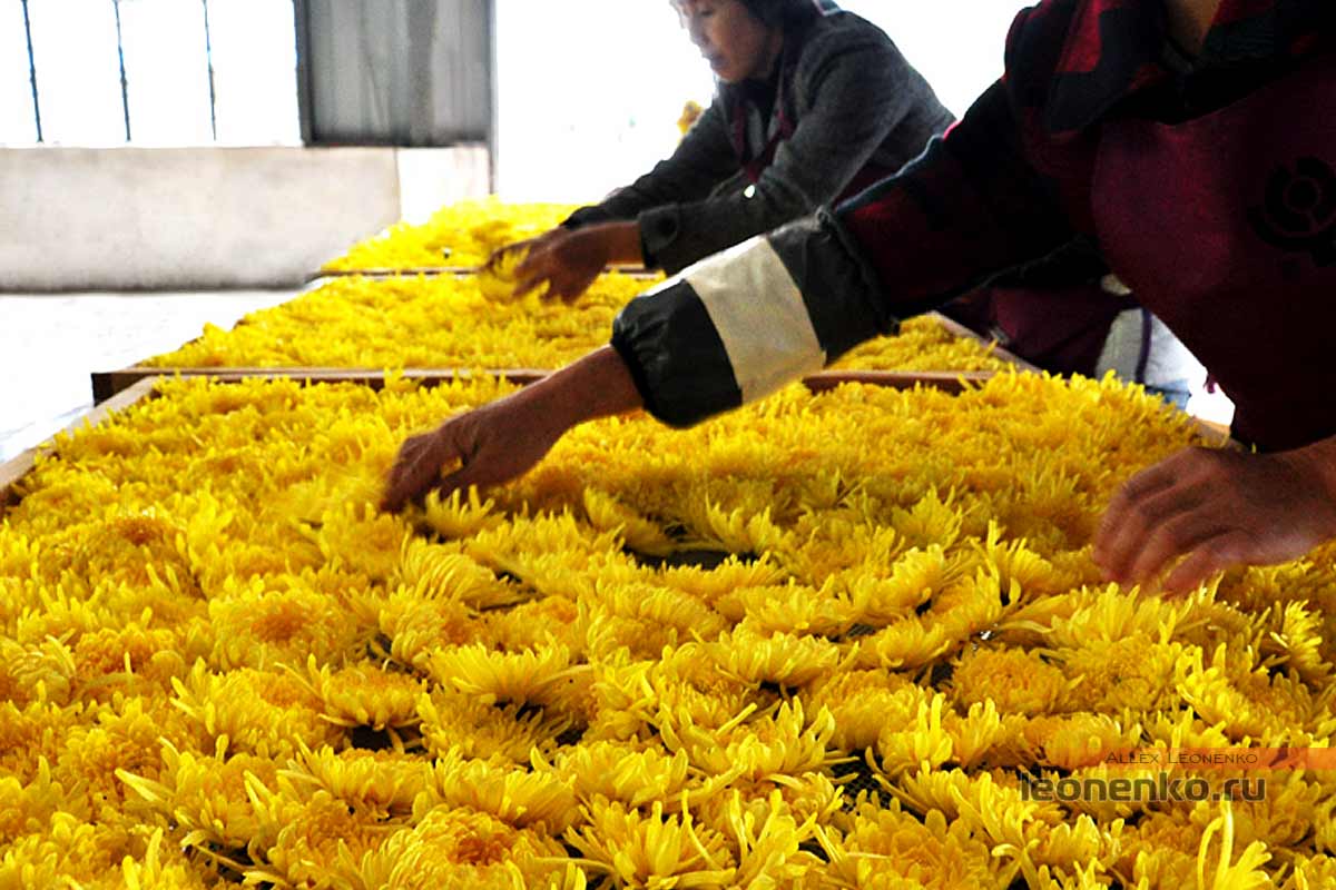Сушка цветков хризантемы