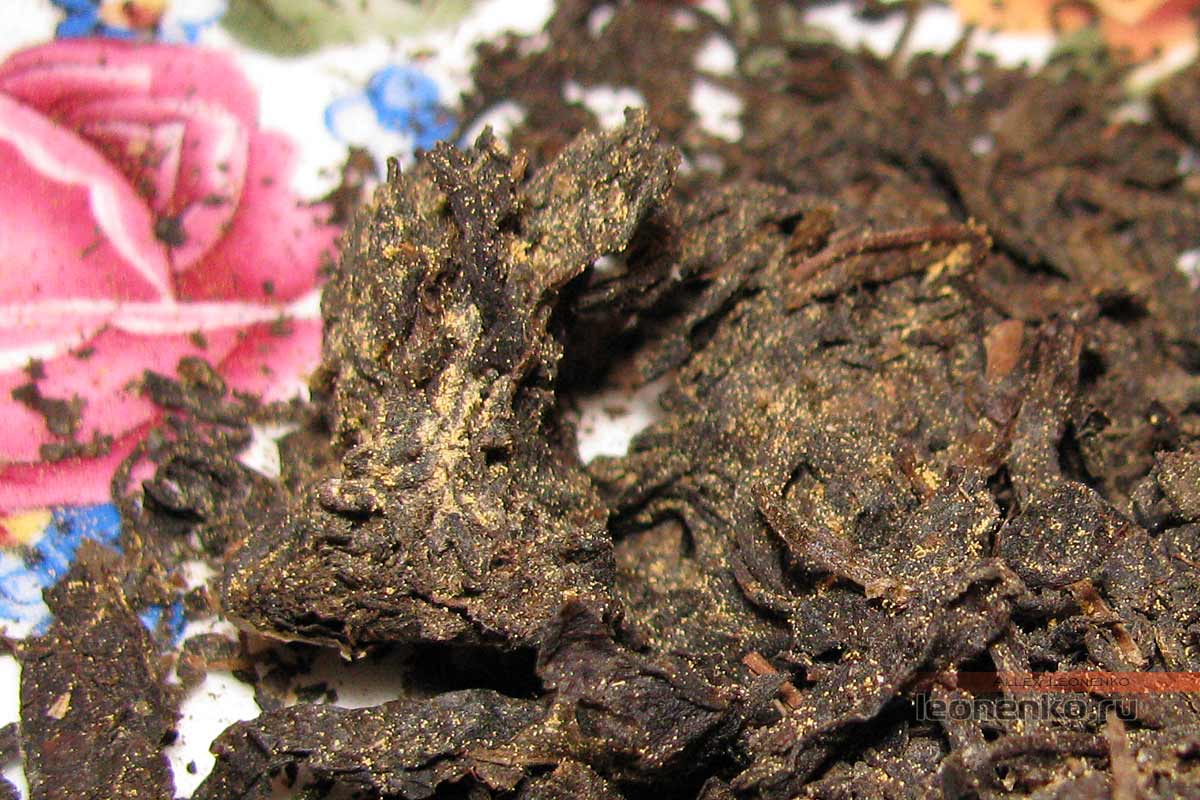 Цзиньхуа - чай с золотой плесенью 